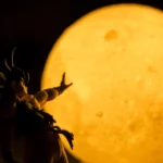 Bluzy męskie Dragon Ball i inne motywy popkultury – dlaczego warto mieć je w szafie?